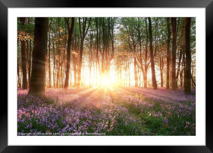 Amazing sunrise through bluebell forest trees in Hampshire England Framed Mounted Print by Simon Bratt LRPS