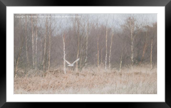 Barn Owl Flying in Silver Birch Trees, West Yorksh Framed Mounted Print by Bradley Taylor