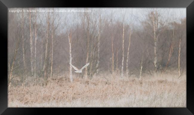 Barn Owl Flying in Silver Birch Trees, West Yorksh Framed Print by Bradley Taylor