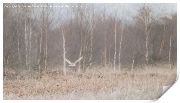 Barn Owl Flying in Silver Birch Trees, West Yorksh Print by Bradley Taylor
