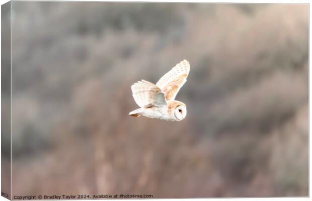 Beautiful Barn Owl Flying Canvas Print by Bradley Taylor