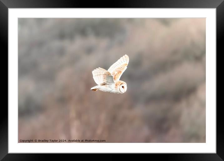 Beautiful Barn Owl Flying Framed Mounted Print by Bradley Taylor