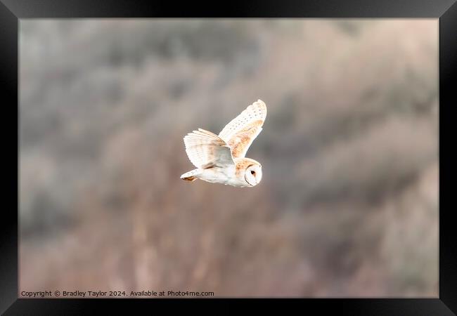 Beautiful Barn Owl Flying Framed Print by Bradley Taylor