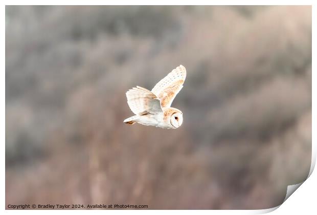 Beautiful Barn Owl Flying Print by Bradley Taylor