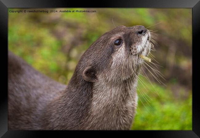 Endearing Otter Finds Stick Framed Print by rawshutterbug 