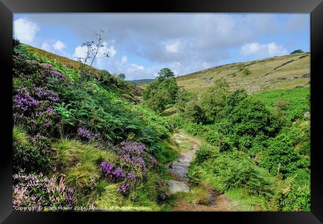 Haworth Moor  Footpath Yorkshire Framed Print by Diana Mower