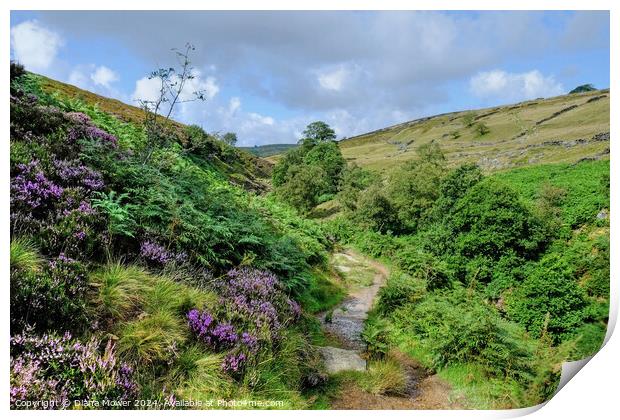 Haworth Moor  Footpath Yorkshire Print by Diana Mower