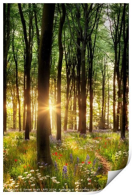 Beautiful wild flower woodland path with dawn sunrise UK Print by Simon Bratt LRPS