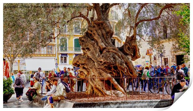 Palma Mallorca The Old Olive Tree Print by Peter F Hunt