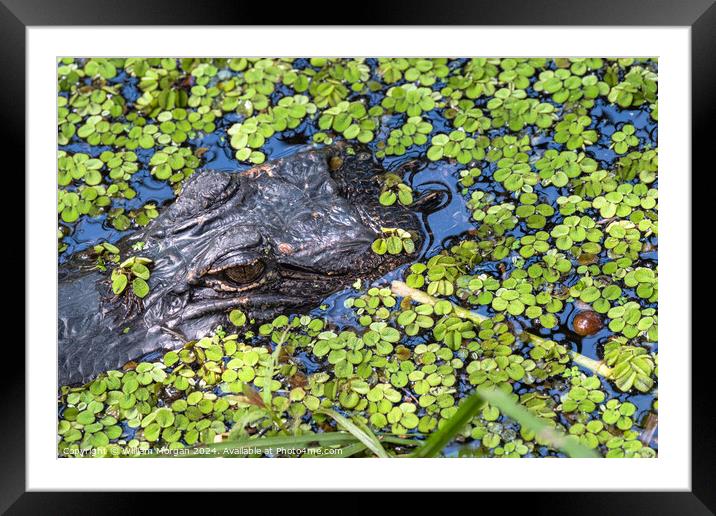 Alligator's Watchful Eye Framed Mounted Print by William Morgan