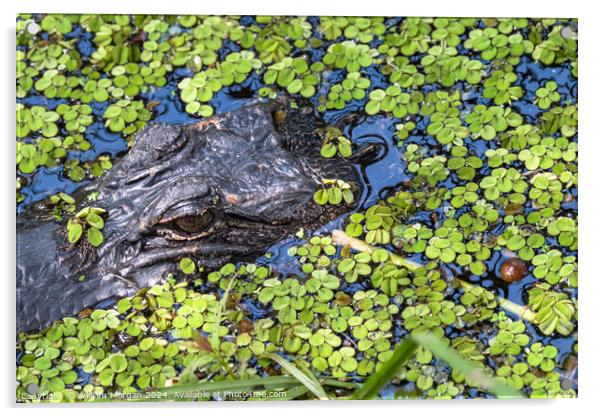 Alligator's Watchful Eye Acrylic by William Morgan