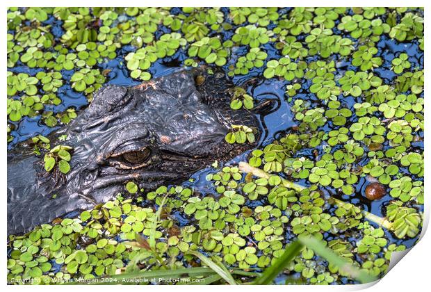 Alligator's Watchful Eye Print by William Morgan