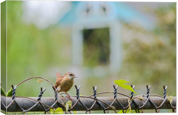 Profile of a Carolina Wren on a Fence Canvas Print by William Morgan