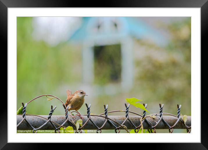 Profile of a Carolina Wren on a Fence Framed Mounted Print by William Morgan