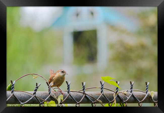 Profile of a Carolina Wren on a Fence Framed Print by William Morgan