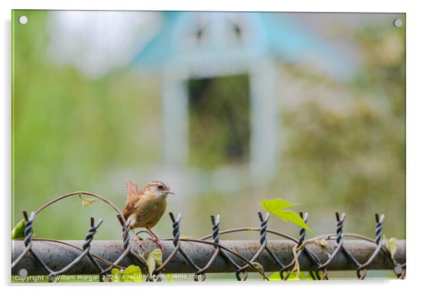 Profile of a Carolina Wren on a Fence Acrylic by William Morgan