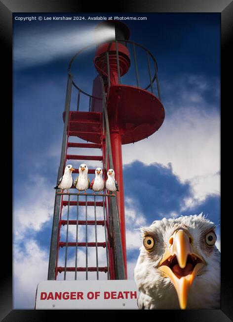 Pesky Birds in Danger on Banjo Pier in Looe Framed Print by Lee Kershaw