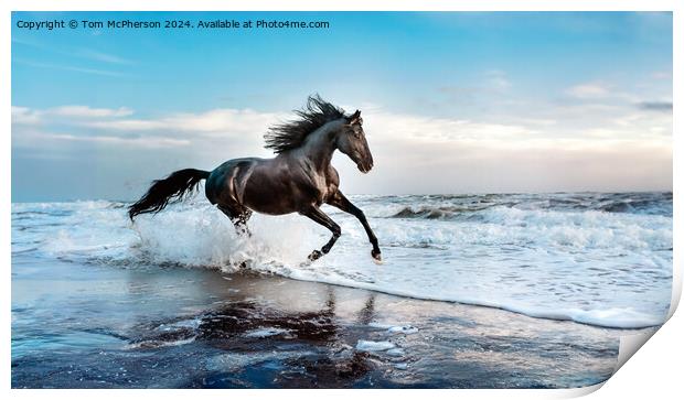 The Stallion Print by Tom McPherson