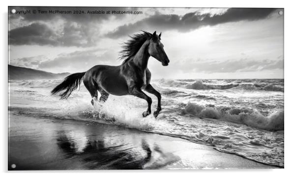 The Stallion Acrylic by Tom McPherson