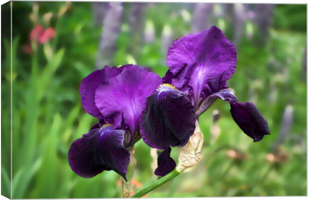 Purple Bearded Irises Canvas Print by Alison Chambers
