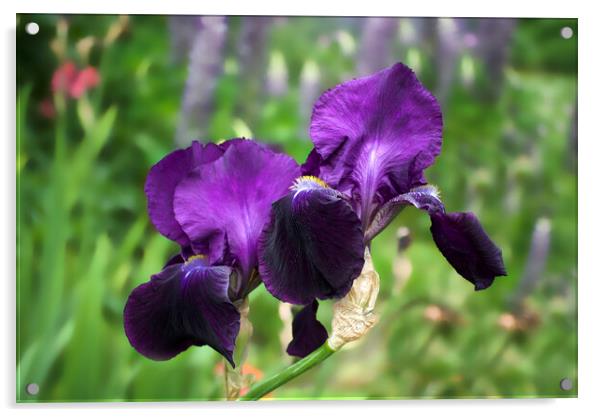 Purple Bearded Irises Acrylic by Alison Chambers
