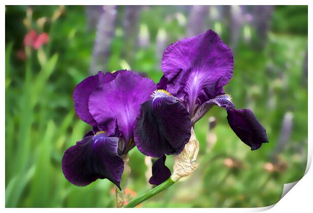 Purple Bearded Irises Print by Alison Chambers