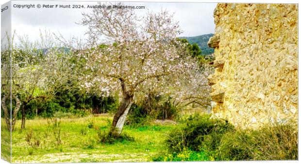 Almond Tree Blossom Time in Mallorca Spain Canvas Print by Peter F Hunt