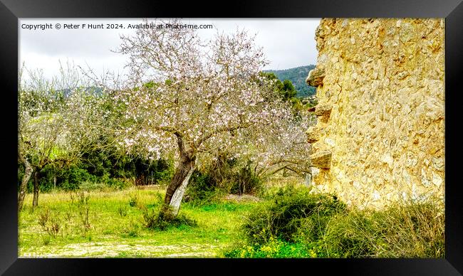Almond Tree Blossom Time in Mallorca Spain Framed Print by Peter F Hunt