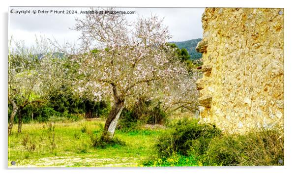 Almond Tree Blossom Time in Mallorca Spain Acrylic by Peter F Hunt