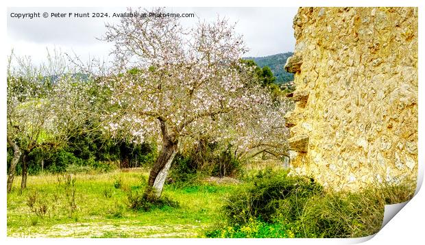 Almond Tree Blossom Time in Mallorca Spain Print by Peter F Hunt