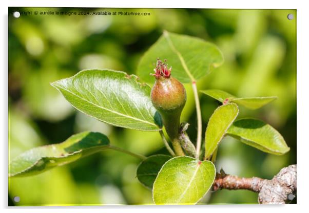 Little pear ripening on a pear tree Acrylic by aurélie le moigne