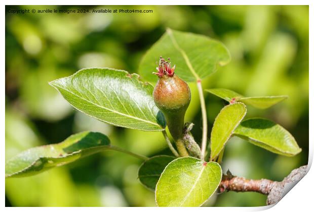 Little pear ripening on a pear tree Print by aurélie le moigne