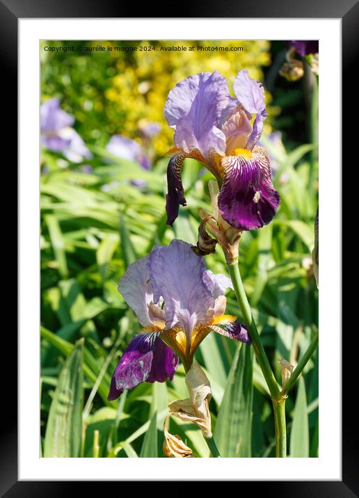 Iris flower in a garden Framed Mounted Print by aurélie le moigne