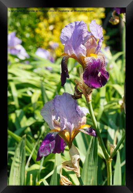 Iris flower in a garden Framed Print by aurélie le moigne