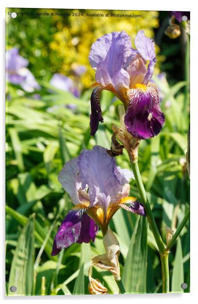 Iris flower in a garden Acrylic by aurélie le moigne