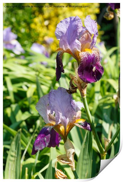 Iris flower in a garden Print by aurélie le moigne
