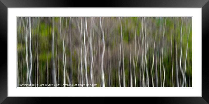Silver Birch Trees Framed Mounted Print by Stuart Wyatt