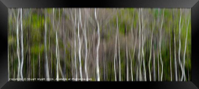Silver Birch Trees Framed Print by Stuart Wyatt