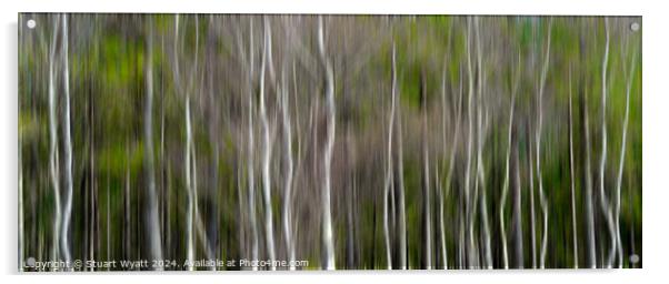 Silver Birch Trees Acrylic by Stuart Wyatt