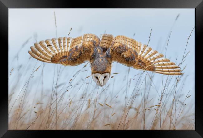 Barn Owl Framed Print by Brett Pearson