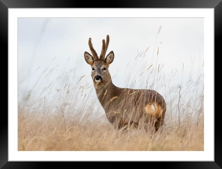 Roe Deer (buck) Framed Mounted Print by Brett Pearson