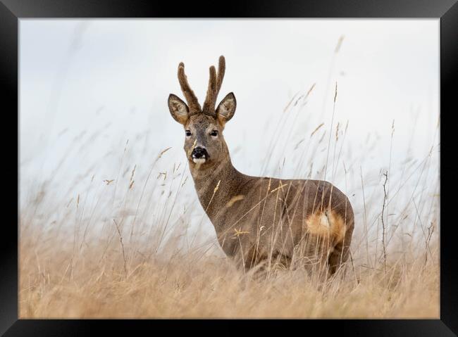 Roe Deer (buck) Framed Print by Brett Pearson