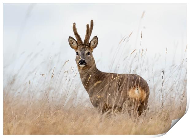 Roe Deer (buck) Print by Brett Pearson