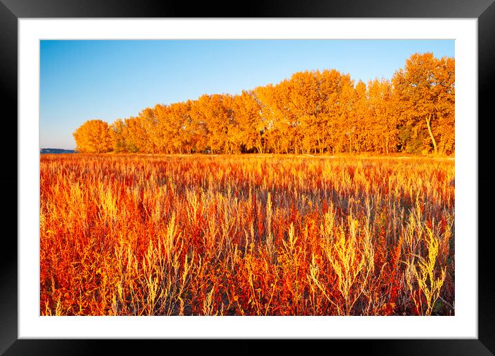 along Lake Diefenbaker Framed Mounted Print by Dave Reede