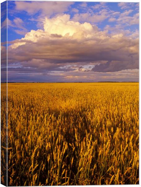 Spring Wheat Field Canvas Print by Dave Reede