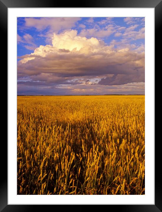 Spring Wheat Field Framed Mounted Print by Dave Reede