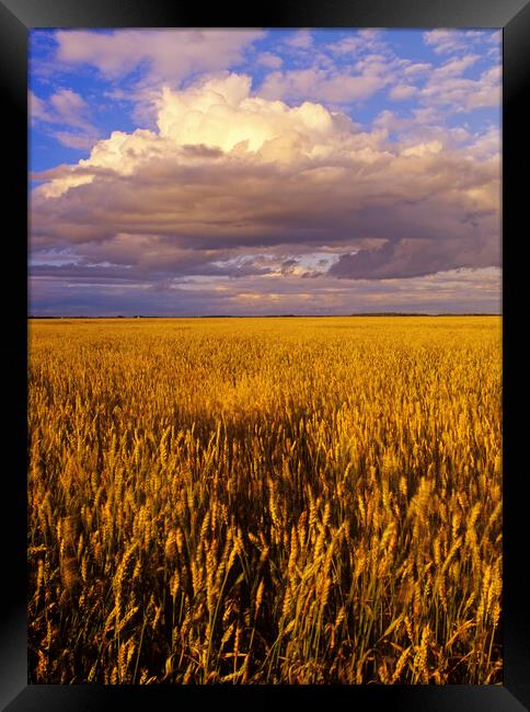 Spring Wheat Field Framed Print by Dave Reede