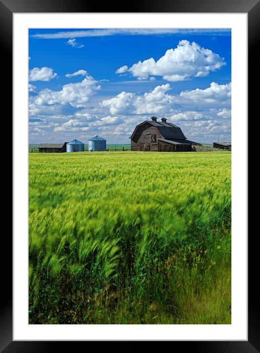 Durum Wheat Field in Front of Abandoned Barn Framed Mounted Print by Dave Reede
