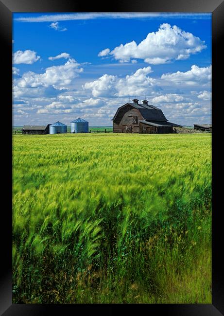 Durum Wheat Field in Front of Abandoned Barn Framed Print by Dave Reede