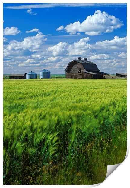 Durum Wheat Field in Front of Abandoned Barn Print by Dave Reede